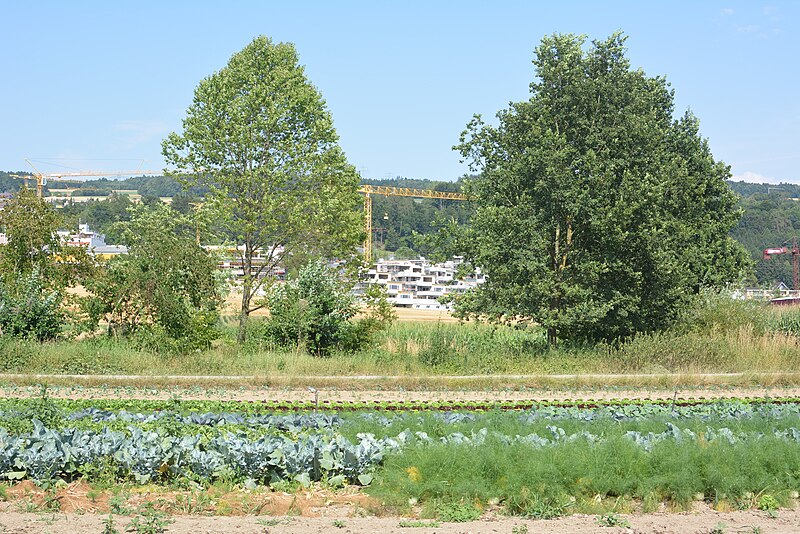 File:Gemüsefeld, Bäume und Baustelle 1.JPG