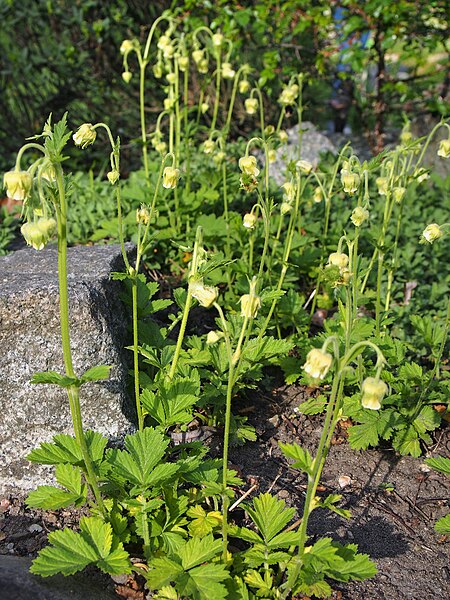 File:Geum bulgaricum Kuklik bułgarski 2019-05-03 01.jpg