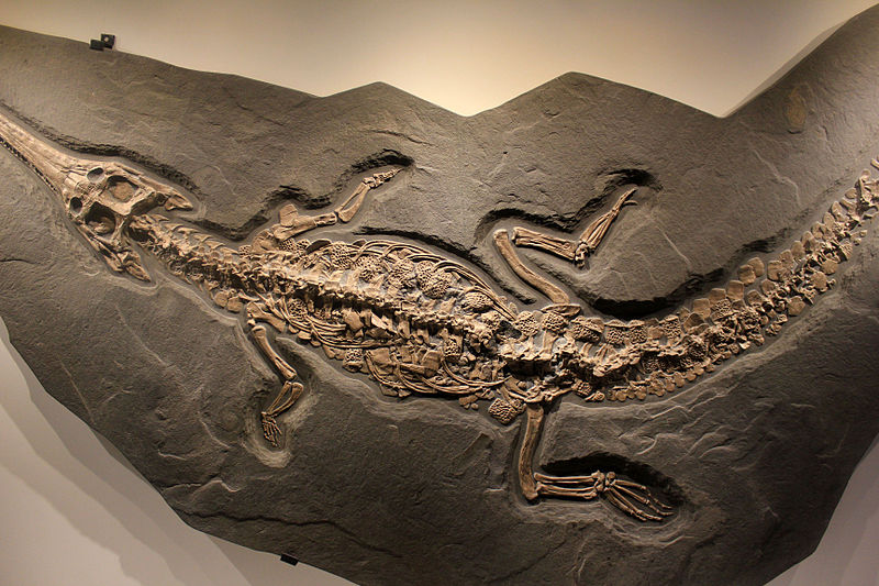 File:Gfp-steneosaurus.jpg