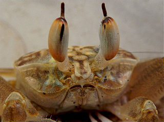 <i>Ocypode brevicornis</i> species of crustacean