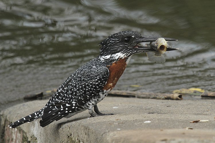 Гигантский пегий зимородок (Megaceryle maxima), Rietvlei Nature Reserve, Гаутенг, ЮАР