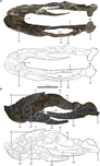 Holotype mandible in lateral, dorsal, anterior and posterior views