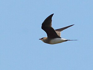 Red-winged curlew (Glareola pratincola)