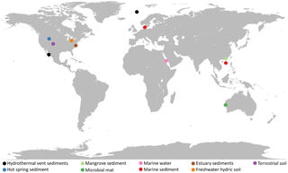 <span class="mw-page-title-main">Asgard (archaea)</span> Proposed superphylum of archaea