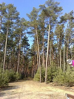 Gmina Kotla, Poland - panoramio (1).jpg