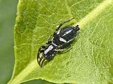 Gnaphosidae - Aphantaulax trifasciata.JPG