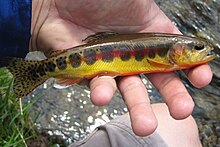 Golden trout from within the John Muir Wilderness.