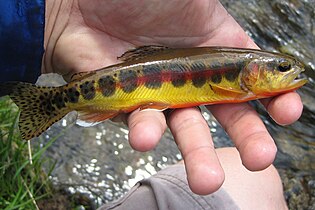 Golden Trout in French Canyon