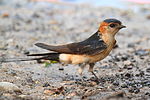 Golondrina dáurica Cecropis daurica 1.jpg