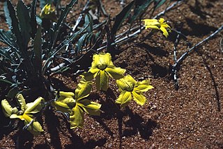 <i>Goodenia xanthosperma</i> Species of flowering plant