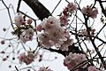 P288 五所桜 Goshozakura 花の写真