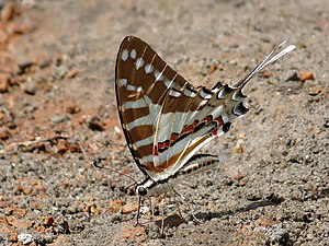 Graphium nomius (Spot Swordtail)