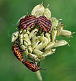 Striped Shield Bugs (Graphosoma lineatum ) Streifenwanzen