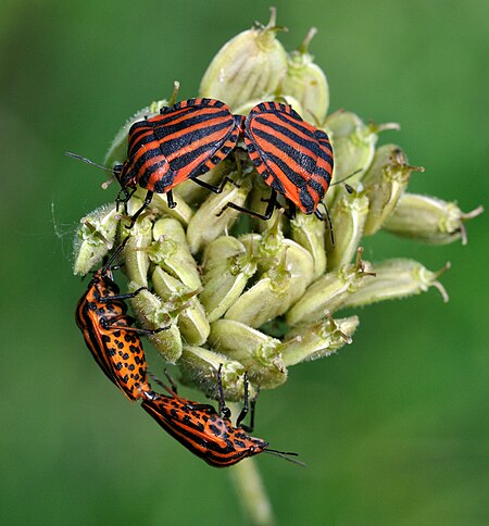 Tập_tin:Graphosoma_italicum_qtl1.jpg