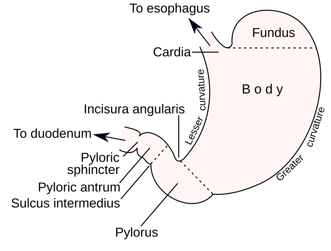 Curvatures of the stomach