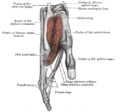 Els tendons dels dits. Apareix assenyalat el múscul flexor comú profund dels dits.