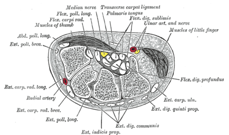 Extensor digitorum muscle