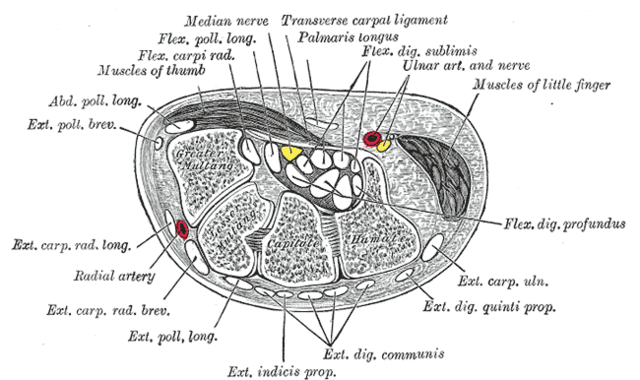 Median nerve - Anatomy - Orthobullets