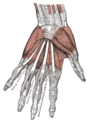 왼쪽 손바닥의 근육들