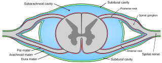 <span class="mw-page-title-main">Pia mater</span> Delicate innermost layer of the meninges, the membranes surrounding the brain and spinal cord