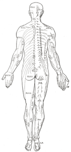 Abdominal muscles - Wikipedia