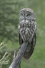 Thumbnail for File:Great Gray Owl (Female).jpg