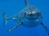 Great white shark south africa.jpg