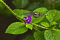 Grey-chinned Hermit.jpg