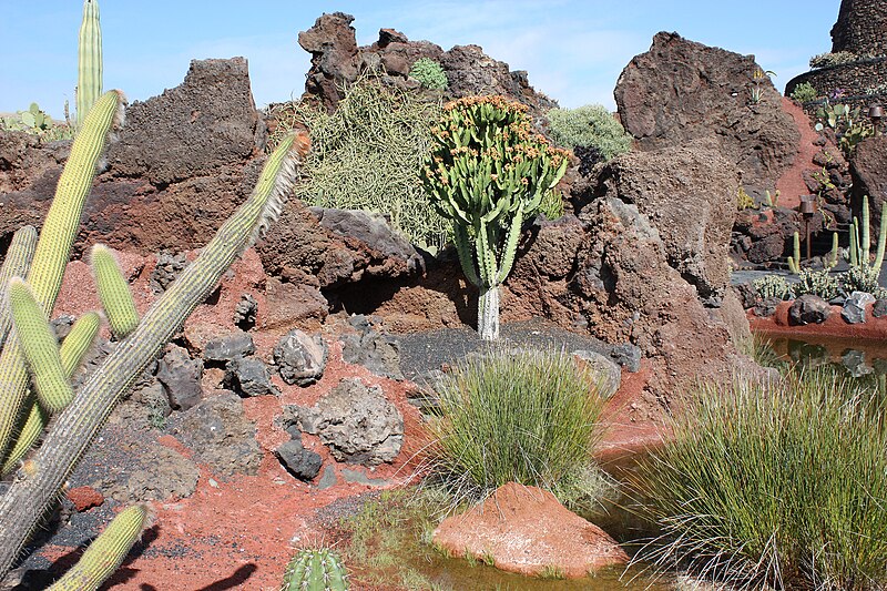 File:Guatiza, the cactus garden-10.JPG