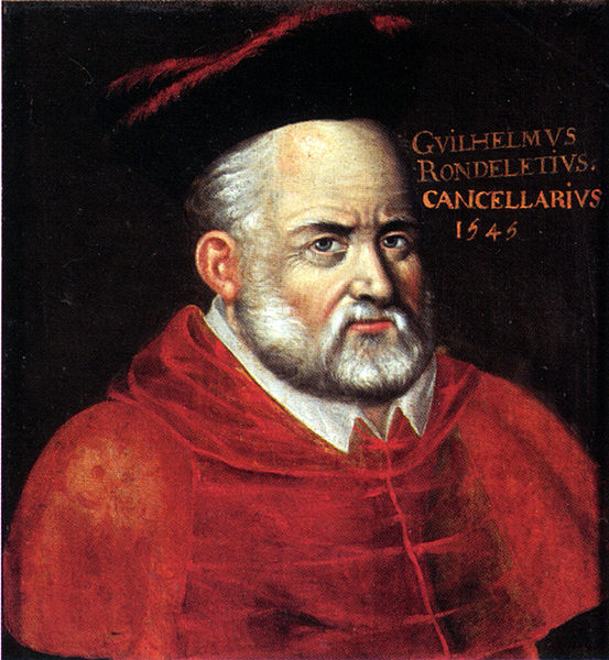 Guillaume Rondelet in 1545