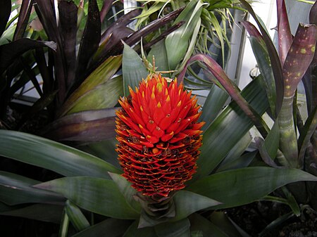 Tập_tin:Guzmania_conifera_02.jpg