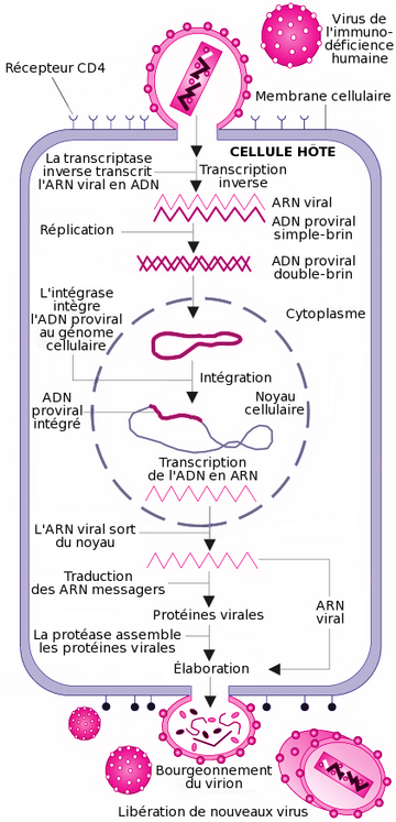 File:HIV gross colored fr sans libel.png