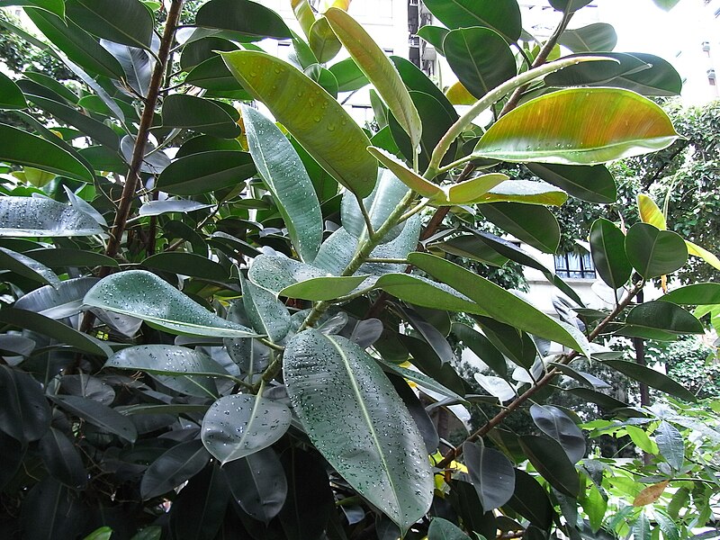 File:HK Sheung Wan Upper Lascar Row rain tree 印度橡膠樹 Ficus elastica June-2012.JPG