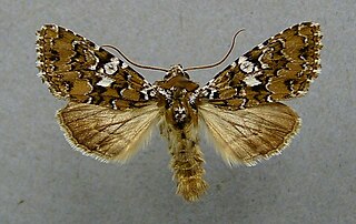 <i>Hadena albimacula</i> Species of moth