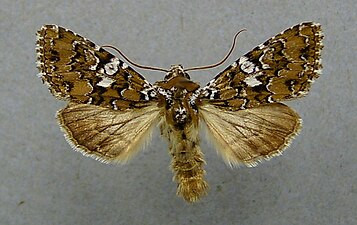 Vitfläckat nejlikfly Hadena albimacula