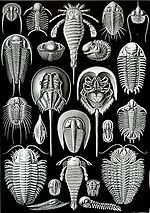 Thumbnail for File:Haeckel Aspidonia.jpg