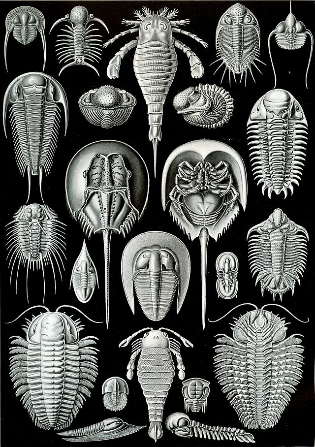 Haeckel Aspidonia.jpg