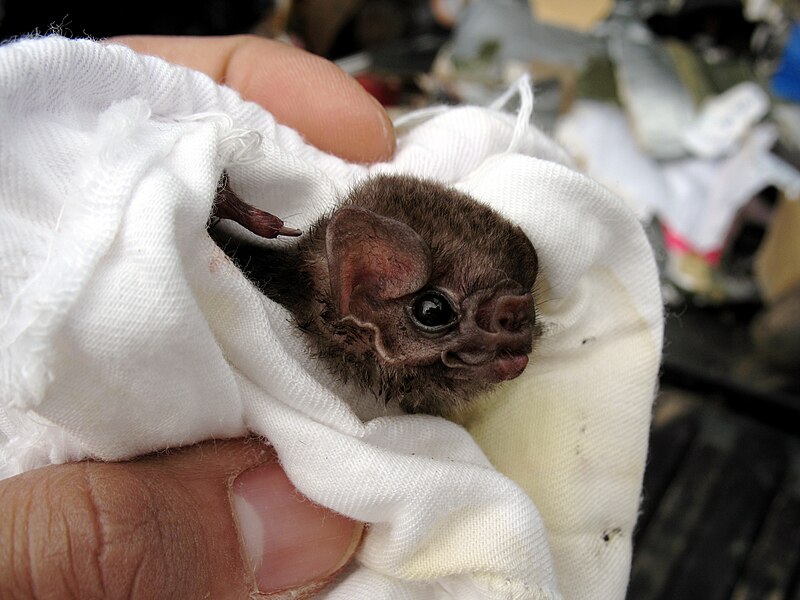 File:Hairy-legged vampire bat, Diphylla ecaudata.jpg