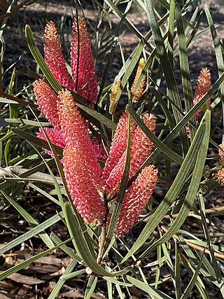 <i>Hakea grammatophylla</i> Species of shrub of the family Proteacea that is endemic to the Northern Territory, Australia