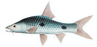 <i>Hampala</i> Genus of fishes