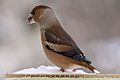 Hawfinch (Coccothraustes coccothraustes) in Vitebsk 02.jpg