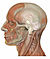 Head lateral sagittal brain.jpg