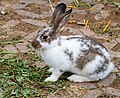 * Nomination Domestic rabbit (Oryctolagus cuniculus domesticus) as a pet --F. Riedelio 13:07, 18 May 2024 (UTC) * Promotion  Support Good quality. --Alexander-93 13:25, 18 May 2024 (UTC)