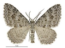 Helastia corcularia male.jpg