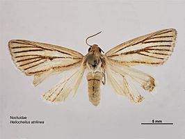 Canthylidia atrilinea