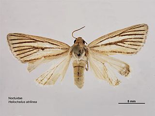 <i>Heliocheilus atrilinea</i> species of insect