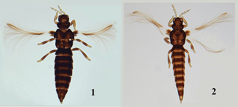 File:Helionothrips lushanensis (10.3897-zookeys.714.20644) Figures 1–2.jpg
