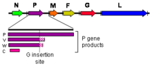 The henipavirus genome (3' to 5' orientation) and products of the P gene Henipavirus genome.png