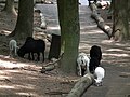 Herde Schafe im Tierpark Bretten.JPG