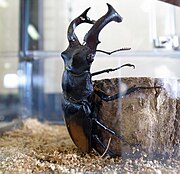 A live individual of Hexarthrius parryi from the Akashi Kaikyo National Park of Awaji Island